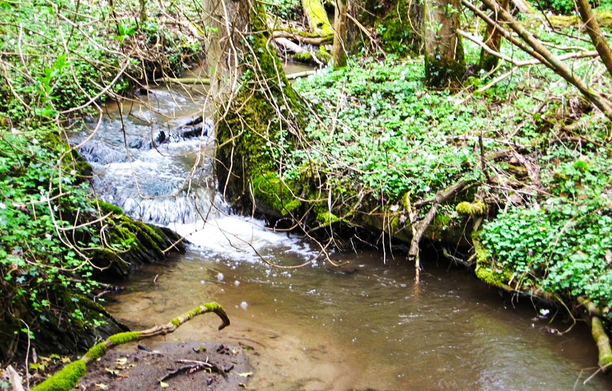 Bild im Keverbachtal in Gondorf